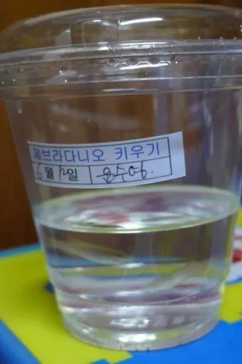 제브라다니오 키우기 출산징후 수명 물갈이법 먹이 횟수 물온도_23