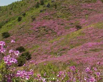 황매산 철쭉축제_12