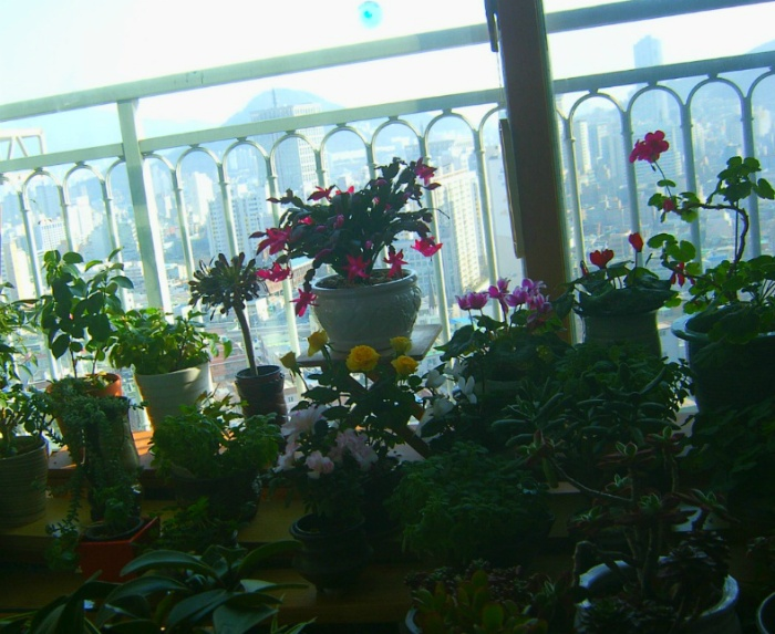 봄처럼 화사한 나의 놀이터 배란다정원 3