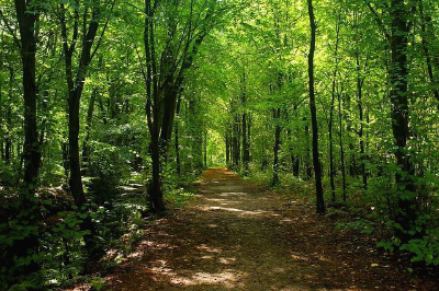 초록 나무 숲 길