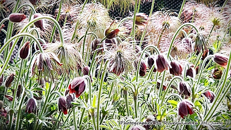 할미꽃&#44;백두옹(白頭翁)&#44;pulsatilla koreana.