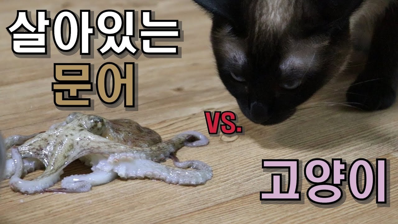  고양이가 살아있는 문어를 본다면? 고양이와 문어