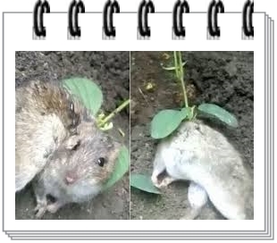  생쥐꿈을 꾼다면? 해몽 해석 뜻 정리
