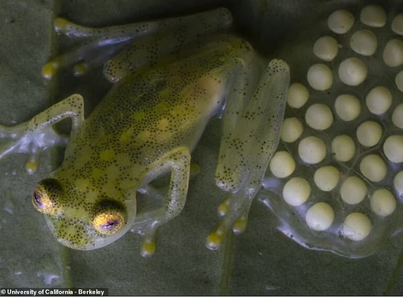몸 속이 다 보이는 시스루 개구리...에콰도르에서 두 종 발견 VIDEO: Incredible video showing heartbeat of a &#39;transparent&#39; Mashpi frog