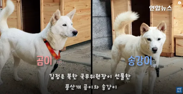 풍산개 분양 가격 수명 성격 장점 단점_9