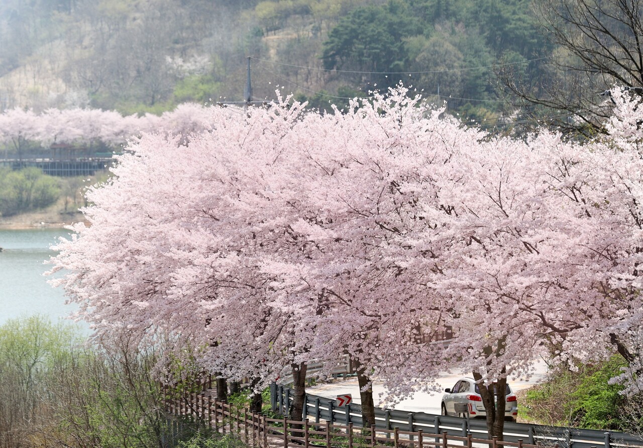 임실 옥정호 벚꽃축제