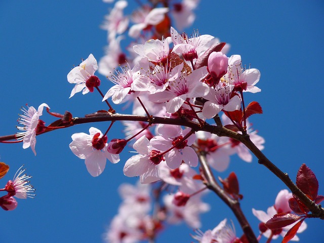진해군항제 벚꽃축제