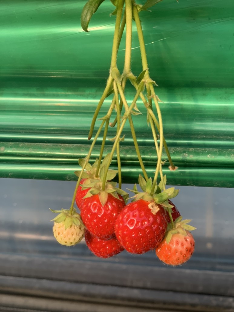 정현딸기농장, 7