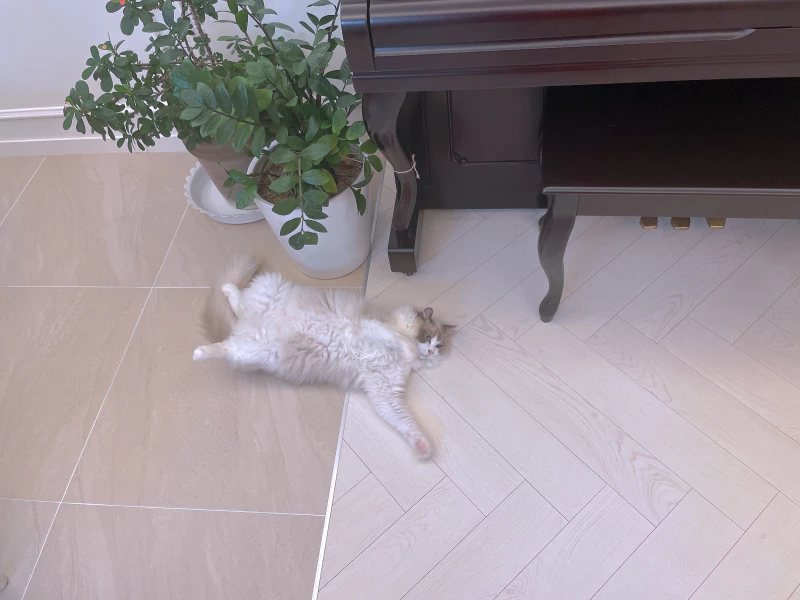 랙돌-고양이-털