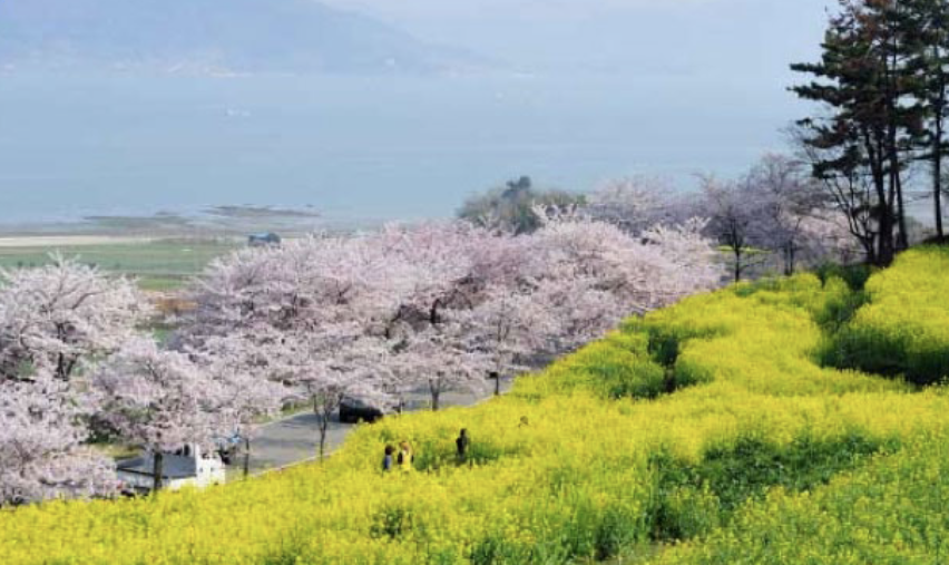 남해 벚꽃길 특징