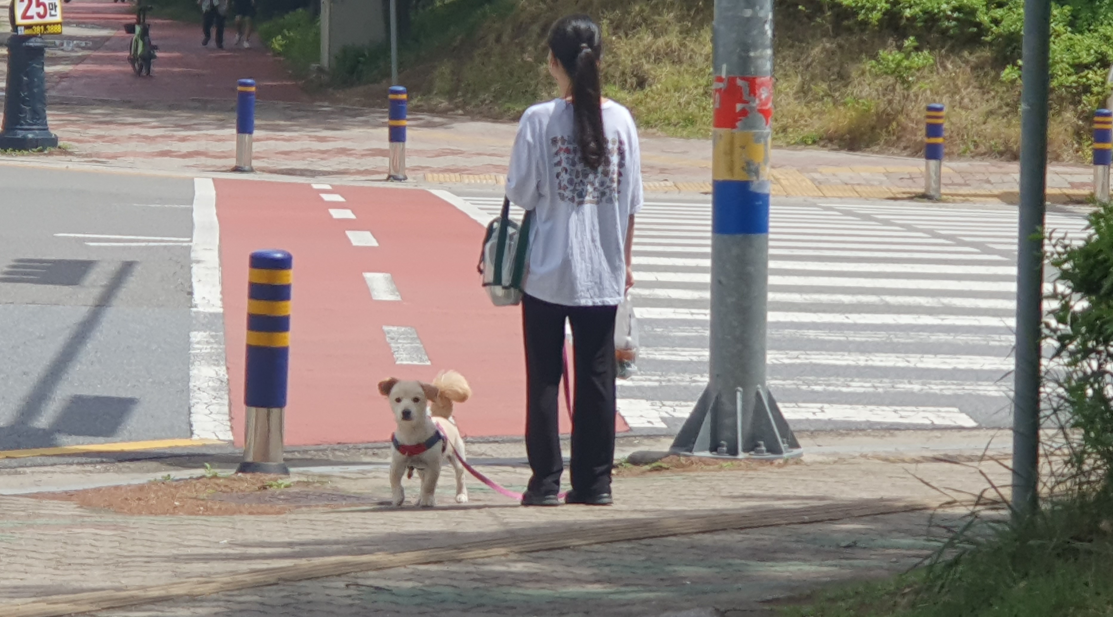 [김종우 칼럼] 반려동물산업에세이_84 동물은 물건이 아닌 생명존중 되어야