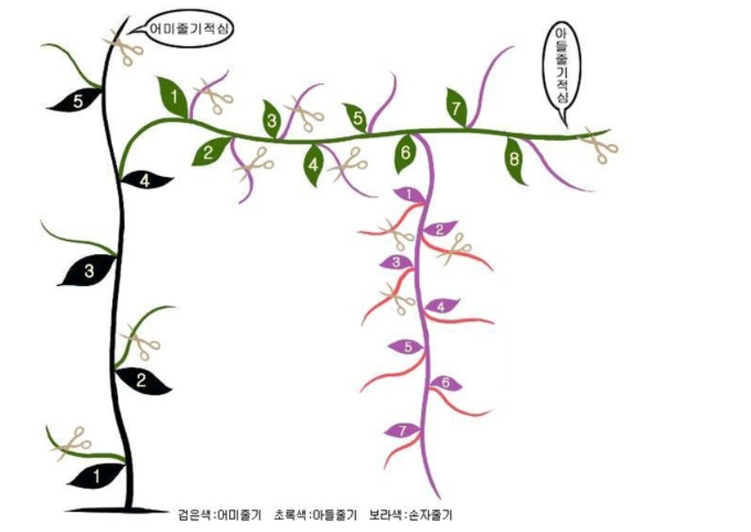 참외 순지르기 그림