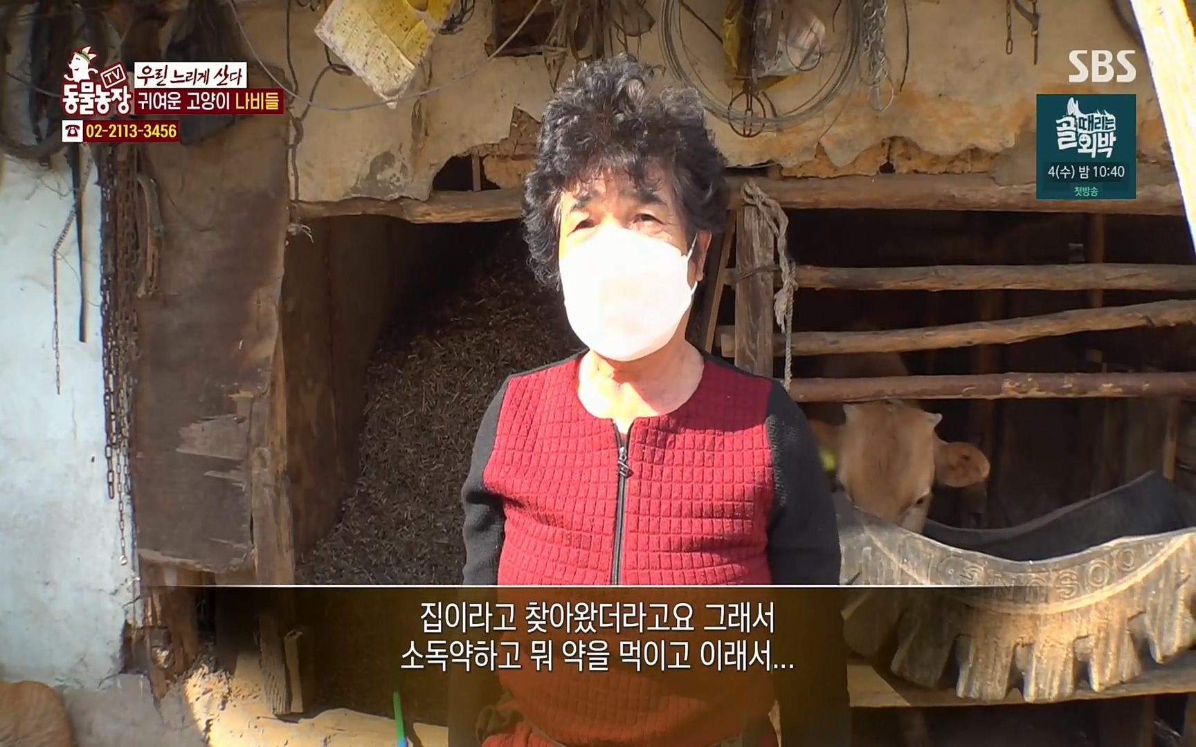 TV 동물농장.E1067.220501p.H264-F1RST.mp4_20220501_183703.769.jpg
