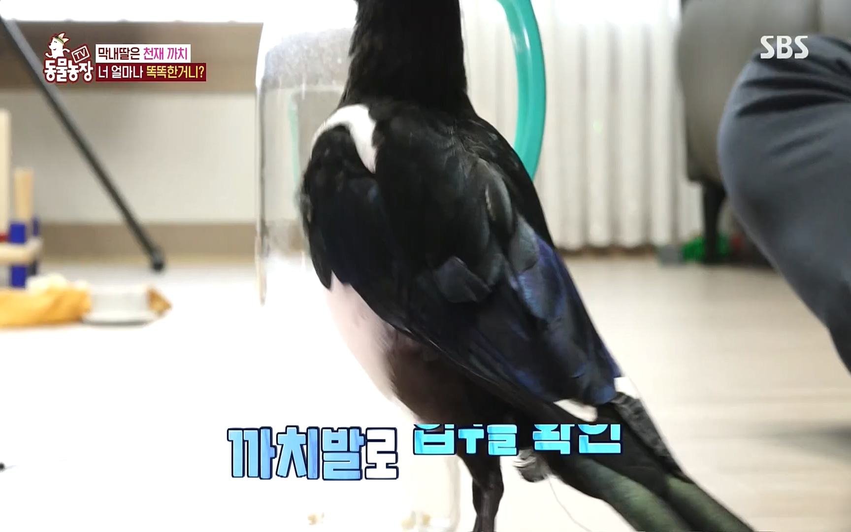 TV 동물농장.E1089.221002p.H264-F1RST.mp4_20221002_181928.518.jpg
