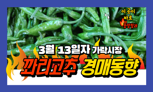  [경매사 일일보고] 2024년 3월 13일자 가락시장 꽈리고추 경매동향을 살펴보겠습니다!