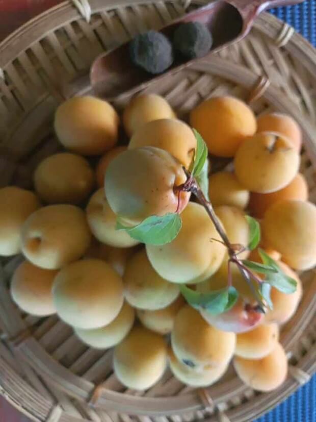 매실