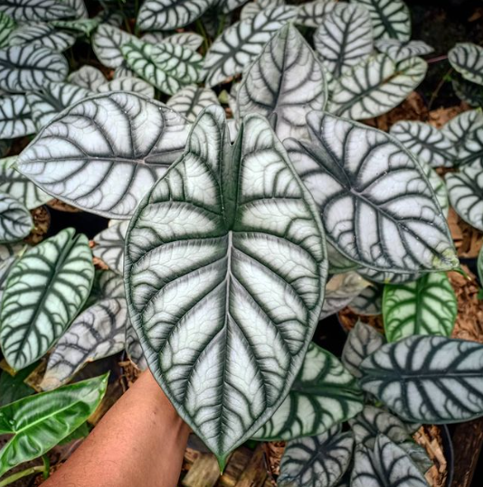 알로카시아 바긴다 &#39;실버 드래곤&#39; (Alocasia Silver Dragon)