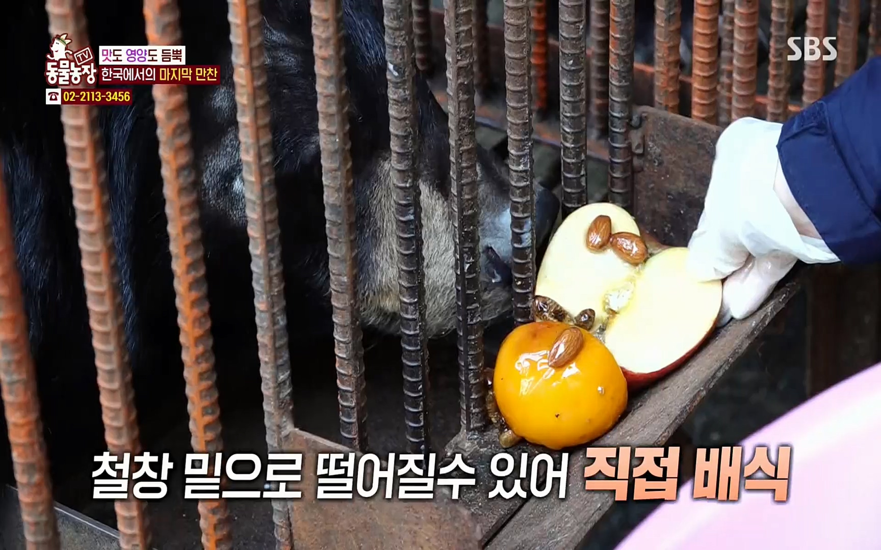TV 동물농장.E1063.220403p.H264-F1RST.mp4_20220403_175127.479.jpg