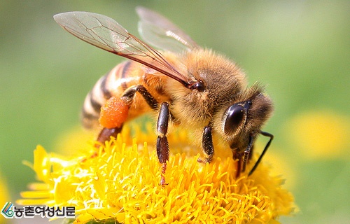  수입꿀과 천연꿀 차이
