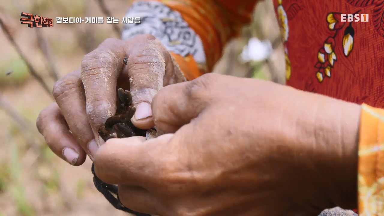 TV - 전 국민의 평생학교 EBS캄보디아 - 독충을 잡는 사람들.mp4_20230501_173400.255.jpg