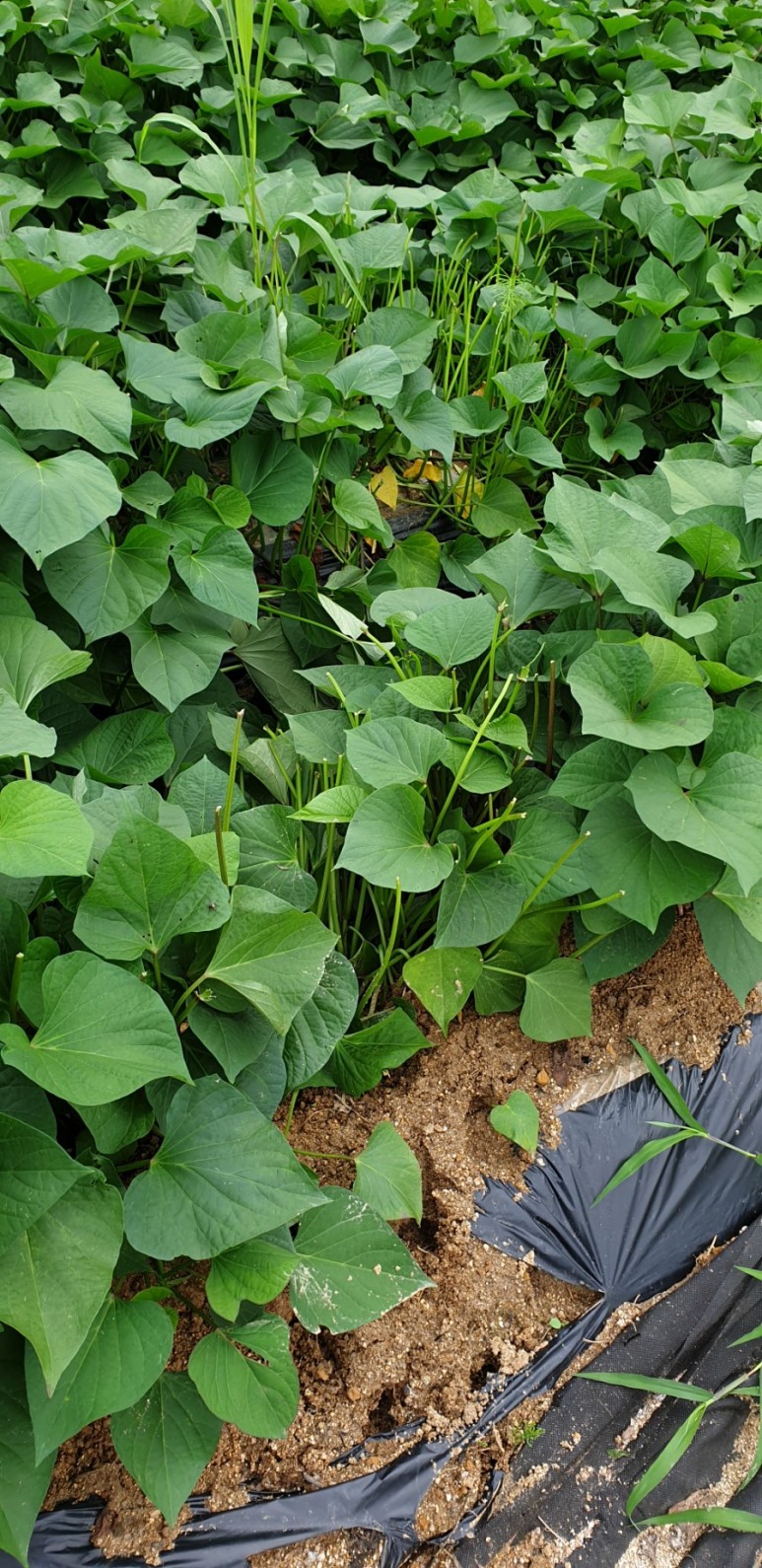 고추 ...모두싹 살포 물에 잠긴 2