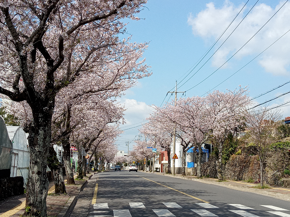 올레5코스: 남원읍 위미리 벚꽃길