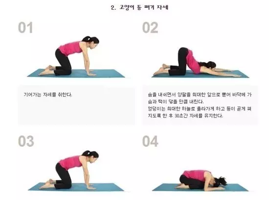 고양이 등 펴기 자세