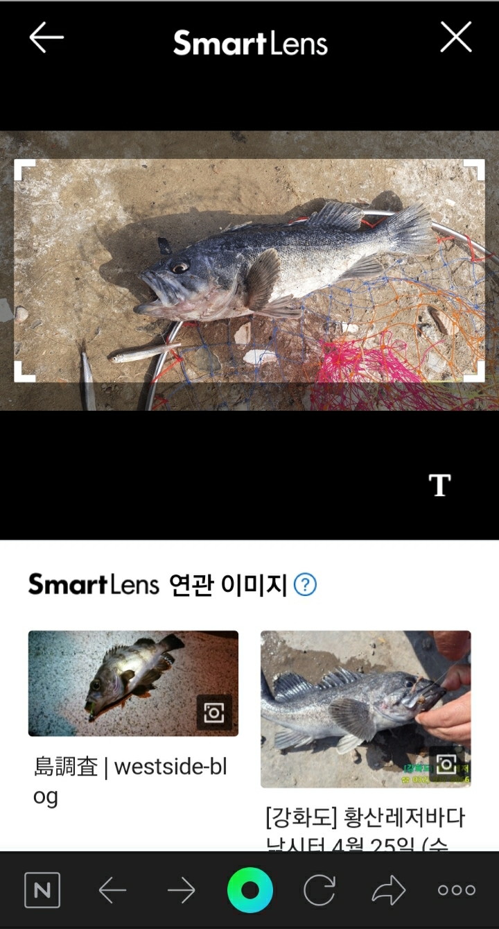 슬기로운 의사생활 사진으로 꽃이름 알려주는 어플 네이버 스마트렌즈 식물 이름찾기 3