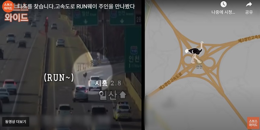 타조의 안전한 귀환 과정