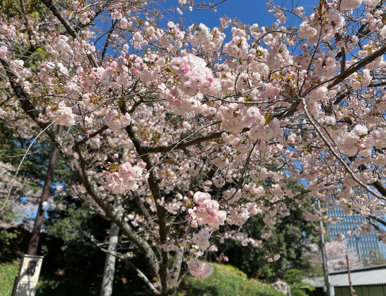 후쿠오카 벚꽃