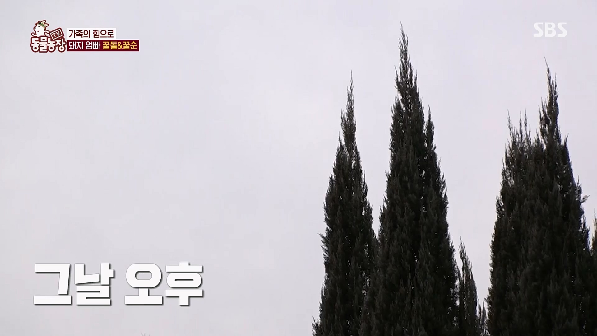 TV 동물농장.E1110.230305p.H264-F1RST.mp4_20230305_183155.824.jpg