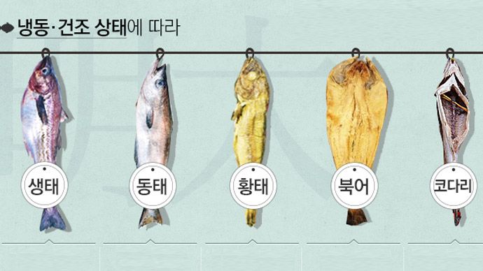  명태의 종류 간단 정리(명태, 동태, 황태, 노가리 등이 같은 어종이다?)