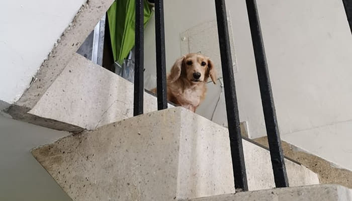 "음식 배달하러 나갔다가 5년 전 잃어버린 강아지"를 알아보고 주저 앉아 오열한 배달원의 사연에 가슴이 먹먹해집니다.