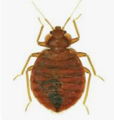 빈대 퇴치법