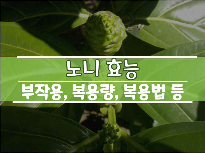  노니 효능, 복용량, 복용법