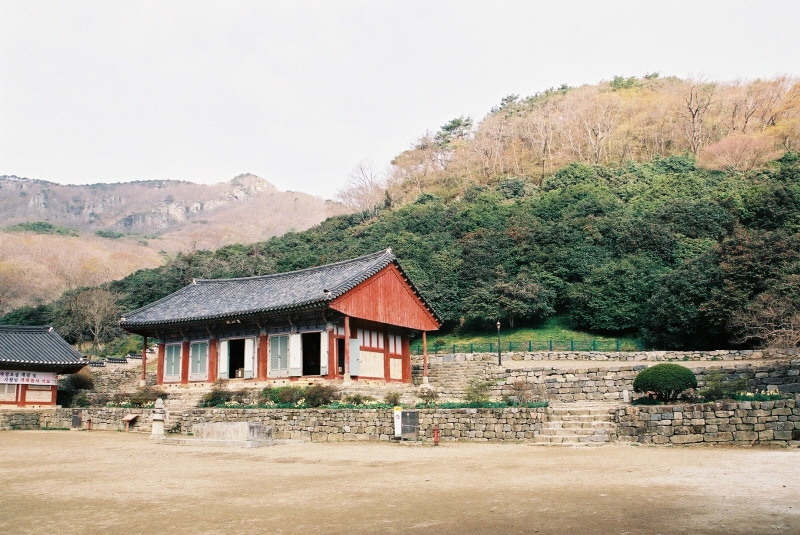 고창 선운사 동백나무 숲