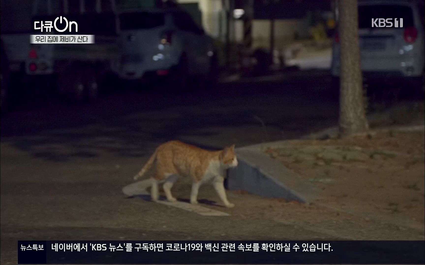 다큐 On.E143.220610p.H264-F1RST.mp4_20220613_202641.823.jpg