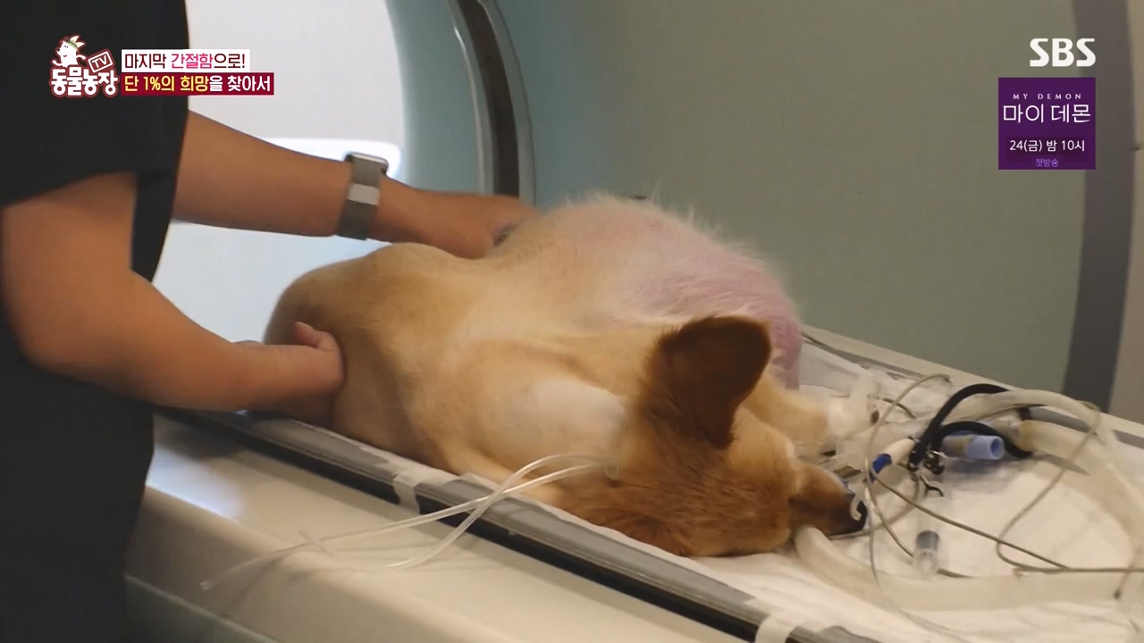 TV 동물농장.E1145.231113p-NEXT.mp4_20231112_173446.497.jpg