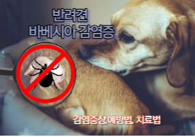 진드기로 인한 강아지 바베시아 감염증 섬네일