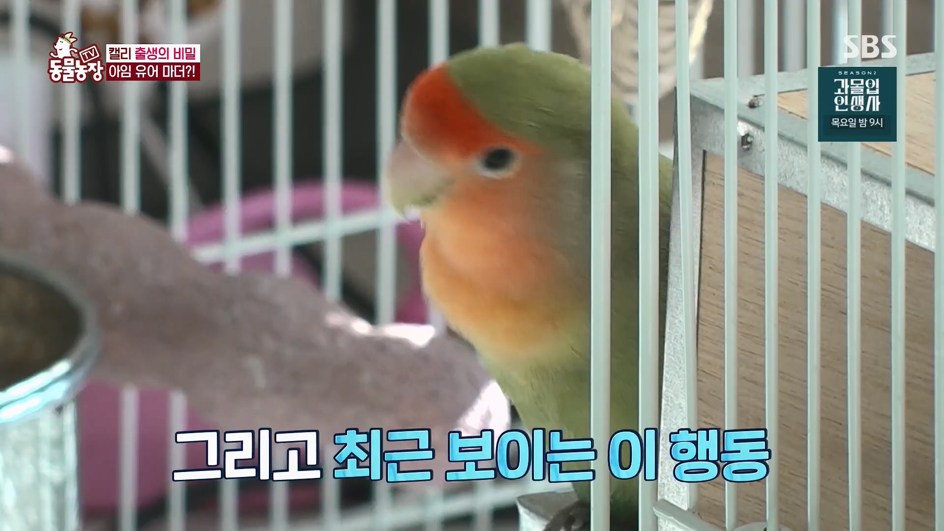 TV 동물농장.E1180.240714p.H264-F1RST.mp4_20240715_201733.260.jpg