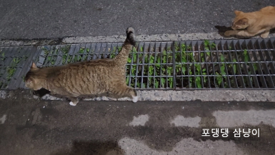 하수도-옆으로-걷는-치즈냥이와-고등어냥이.