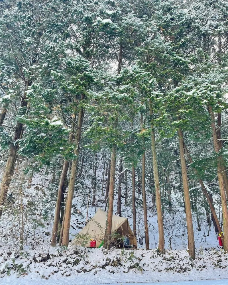 편백힐치유의숲캠핑장-사진