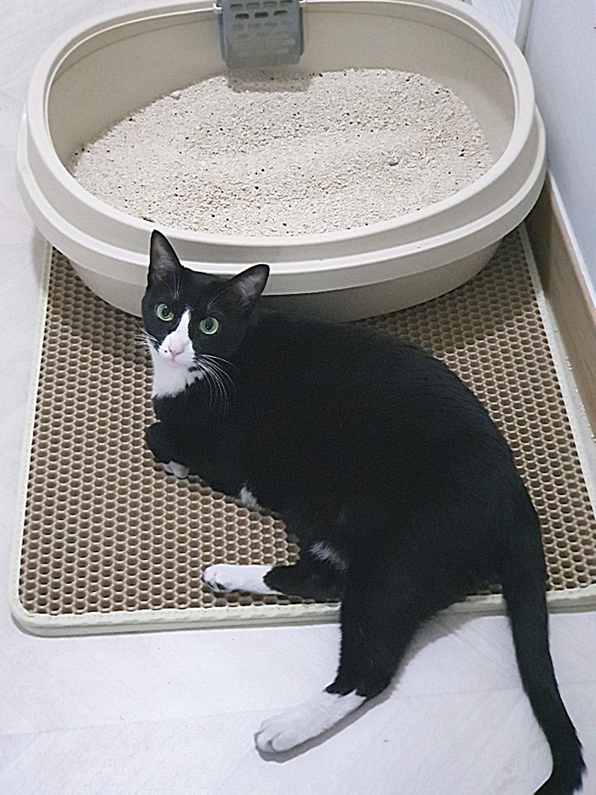  고양이 모래 고르기! 종류와 장단점