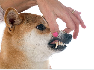 강아지 치석 제거