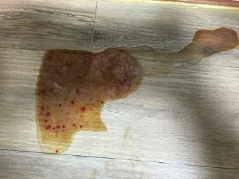 강아지 토 색깔 증상 강아지 토하는 원인과 구토 종류별 건강상태 살펴보기_14