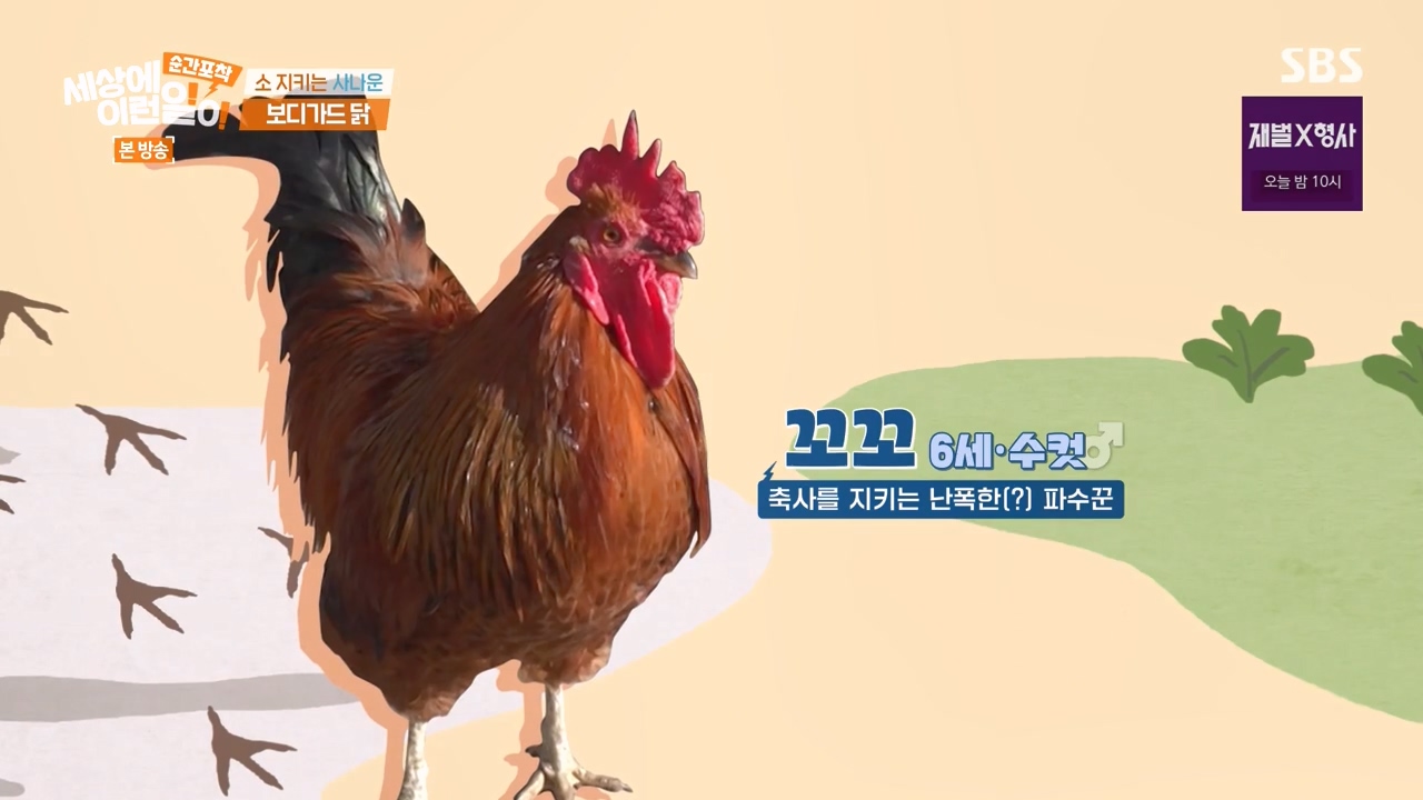 순간포착 세상에 이런일이.E1262.240128p-NEXT.mp4_20240128_182820.475.jpg