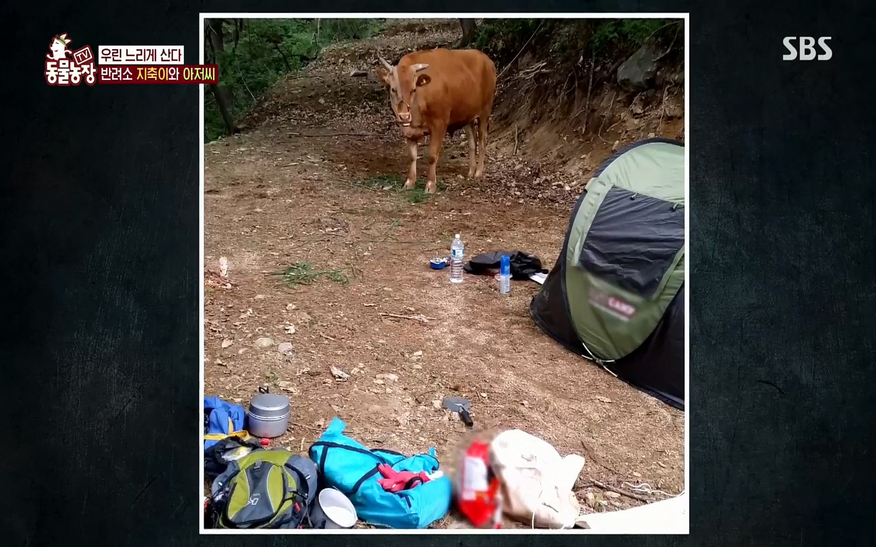 TV 동물농장.E1074.220619p.H264-F1RST.mp4_20220619_181506.568.jpg