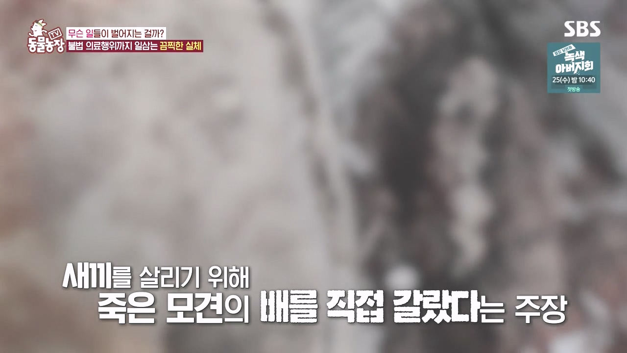 TV 동물농장.E1142.231023p-NEXT.mp4_20231022_172303.147.jpg