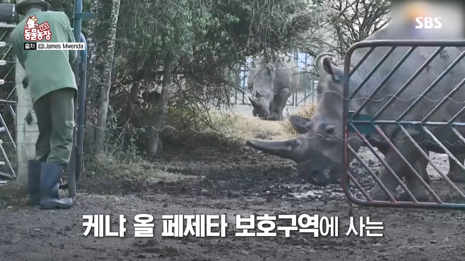 TV 동물농장.E1160.240225p.H264-F1RST.mp4_20240225_162629.721.jpg