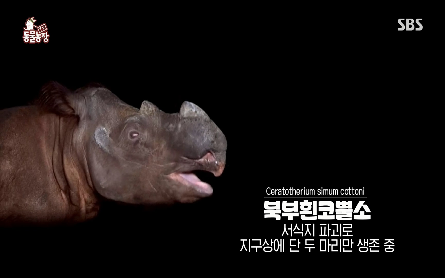 TV 동물농장.E1066.220424p.H264-F1RST.mp4_20220424_194532.297.jpg